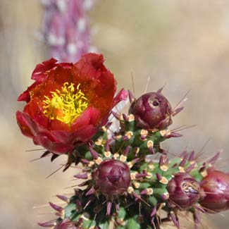 Walkingstick Cactus is also called Cane Cholla, Spiny Cholla and Toumey-can Cholla. Cylindropuntia spinosior Walkingstick Cactus is also called Cane Cholla, Spiny Cholla and Toumey-can Cholla. Cylindropuntia spinosior